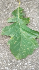 Quercus macrocarpa