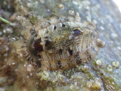 Rhyssoplax olivacea
