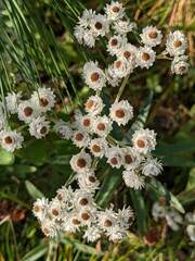 Anaphalis margaritacea