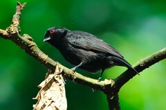 Melaniparus funereus