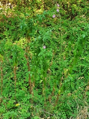Epilobium hirsutum