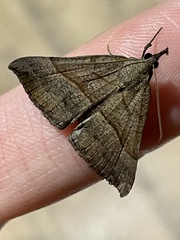 Hypena proboscidalis