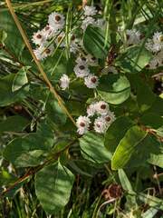 Anaphalis margaritacea