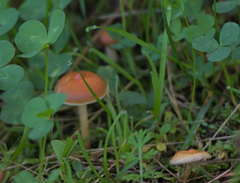 Basidiomycota