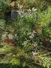 Anaphalis margaritacea