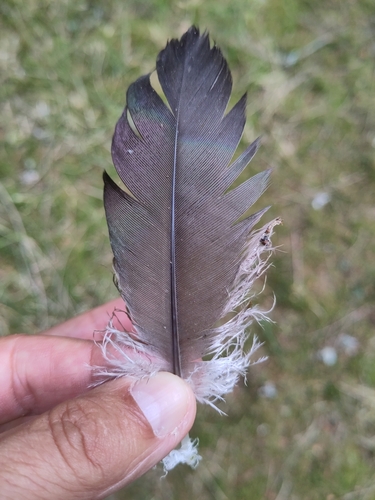 Plume de Cigogne noire
