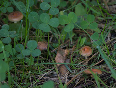 Basidiomycota