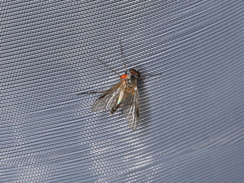 Small Fleck-winged Snipefly, photo 3 of 10