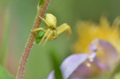 Thomisidae