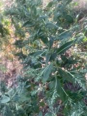 Axyris amaranthoides