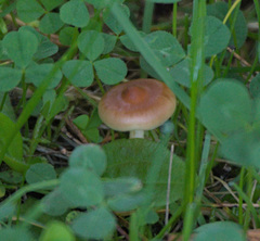 Basidiomycota