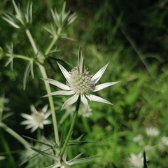 Eryngium heterophyllum