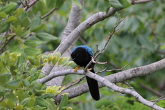 Cyanocorax yucatanicus