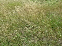 Agrostis vinealis