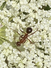 Formica pallidefulva