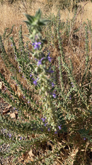 Trichostema lanceolatum