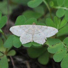 Macaria aequiferaria