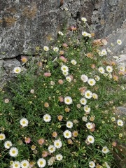 Erigeron karvinskianus