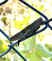 Dissosteira carolina