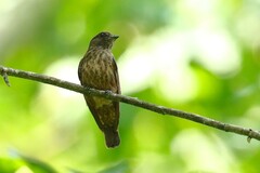 Bradornis fuliginosus