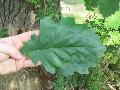 Quercus macrocarpa