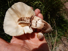 Leucoagaricus americanus