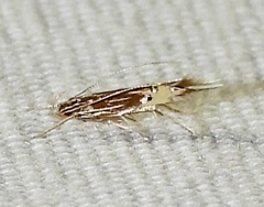 Cosmopterix