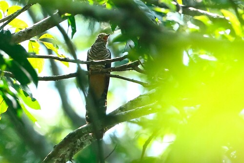 iNaturalist image