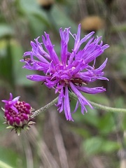 Vernonia acaulis
