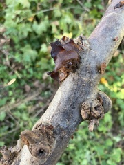 Phaeotremella foliacea