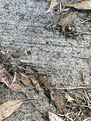 Tetramorium immigrans