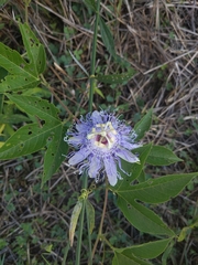 Passiflora incarnata