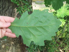 Quercus macrocarpa