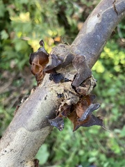 Phaeotremella foliacea