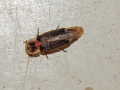 Microphotus dilatatus
