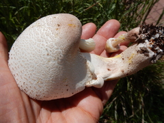 Leucoagaricus americanus