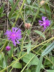 Vernonia acaulis