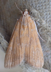 Elophila gyralis