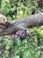 Phaeotremella foliacea