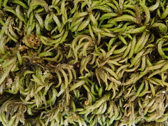 Plasteurhynchium striatulum