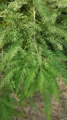 Taxodium distichum