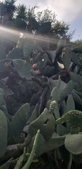 Opuntia