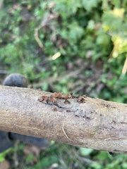 Phaeotremella foliacea