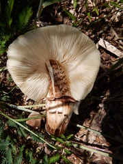 Leucoagaricus americanus