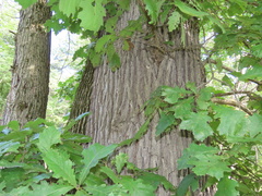 Quercus macrocarpa