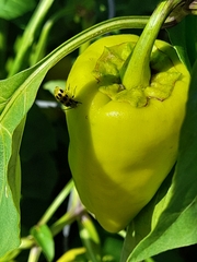 Diabrotica undecimpunctata