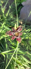 Ferraria crispa