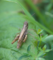 Chorthippus apricarius