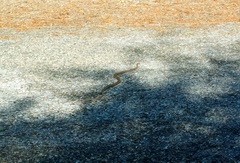 Salvadora lemniscata