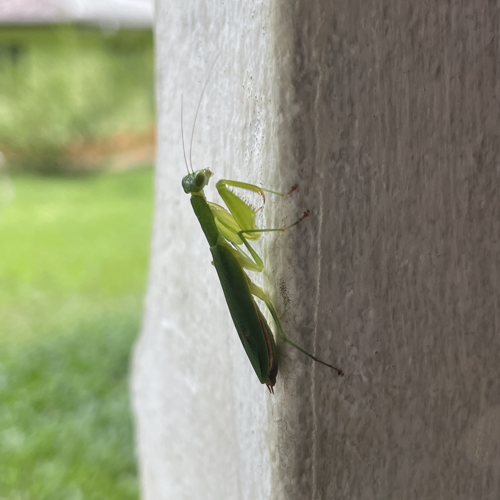 Tithrone roseipennis